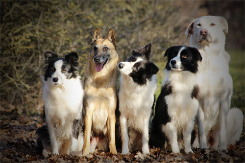 gruppo_asd
